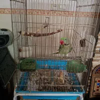 شاه طوطی