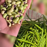 لوبیاسبز