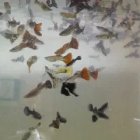 ماهی گوپی آکواریوم و تمامی وسایل