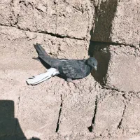 کبوتر بازی کن|پرنده|جونقان, |دیوار