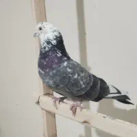 کفتر پرشی|پرنده|شهریار, شهرک مصطفی خمینی|دیوار