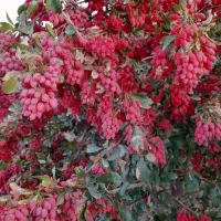 زرشک فروشی امسالی