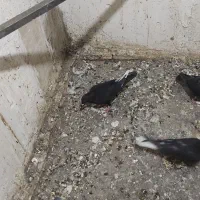 کفتر.تهرانی. شهرستانی.قرسوی