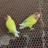 ۳جفت کوتوله مولد