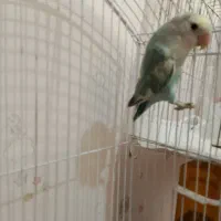 طوطی برزیلی خاص و زیبا|پرنده|تهران, حر|دیوار