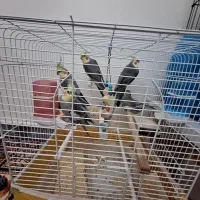 ۶ عدد عروس هلندی با قفس|پرنده|اسلامشهر, شهرک الهیه|دیوار