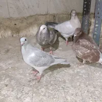 کله هما پاکستانی|پرنده|کاشمر, |دیوار