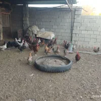 مرغ تخمگزار محلی