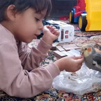 عروس هلندی گم شده