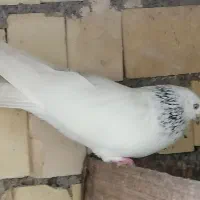 شیخ ابری ماده|پرنده|بندر امام خمینی, |دیوار