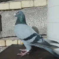 کبوتر عراق|پرنده|باوی, |دیوار