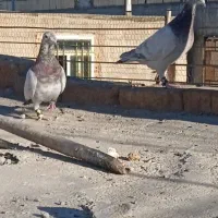 دوتا هفرنگ|پرنده|اسفراین, |دیوار