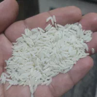برنج طارم طلایی اعلاء