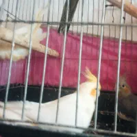 عروس هلندی|پرنده|قم, شهرک مهدیه (مدرس)|دیوار