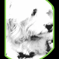 تی تی گمشده|حیوانات|گوراب زرمیخ, |دیوار