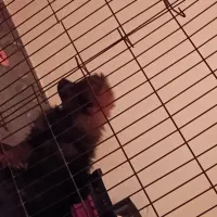 پامرانین اصیل مینیاتوری و اموزش دیده