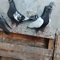 مرغ