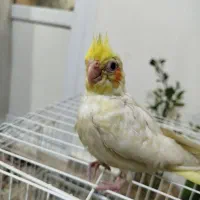 عروس هلندی|پرنده|ارومیه, |دیوار