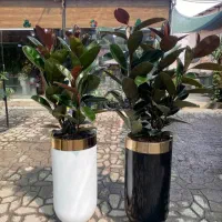 خدمات باغبانی مرادی تعویض خاک گلدان در منزل و شرکت