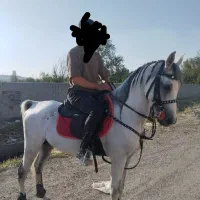 اسب|اسب و تجهیزات اسب‌سواری|مراغه, |دیوار