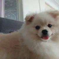 سگ پامر خرسی و روباهی معاوضه با توله ژرمن نر|سگ|تهران, علم و صنعت|دیوار