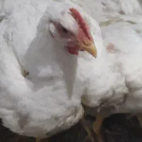 اشغال گوشت تلفات مرغ