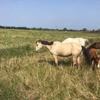 فروش  اسب|اسب و تجهیزات اسبسواری|رامسر, |دیوار