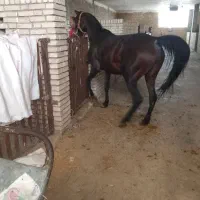 اسب