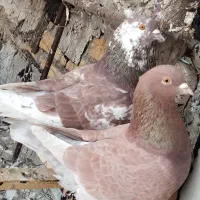 کبوتر زینتی|پرنده|اشنویه, |دیوار