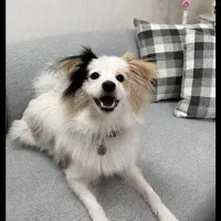 اشپیتز|سگ|خرمآباد, |دیوار