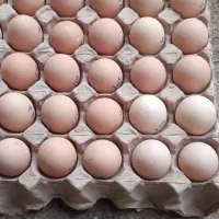 تخم مرغ