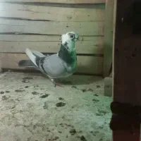 کفتر کبوتر