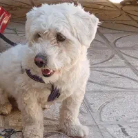 سگ با هوش