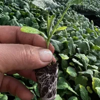 نشا۲۱|گل و گیاه طبیعی|طارم (زنجان), |دیوار
