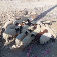 ۲۲بره صادراتی جفتی ۱۸۵۰۰