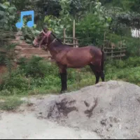 قاطر