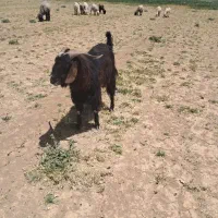 پازن ترکی اصل