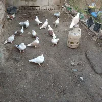 دوبرآلمانی