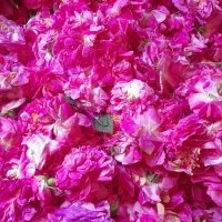 گل محمدی تازه گنبرف