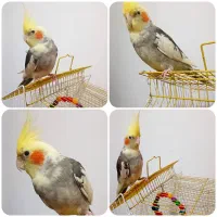 عروس هلندی فروش فوری