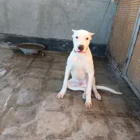 دوگوارژانتینی