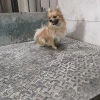 سگ پامرانین پدر مادر وارداتی