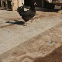 فروش مرغ جوان تخمگذار|حیوانات مزرعه|لنجان, |دیوار