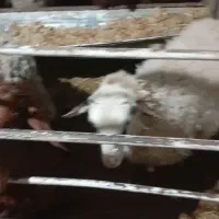 12عددبره از30کیلو تا40کیلو|حیوانات مزرعه|نجفآباد, طالقانی|دیوار