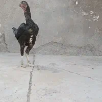 مرغ ذات دار|پرنده|بندرعباس, |دیوار