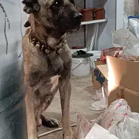 سگ سرابی کشش با ماده نسل دار