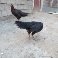 2عدد مرغ لاری اصل