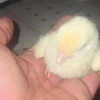 فروش جوجه یک روزه گوشتی