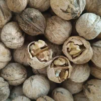 گردو و بادام دیم مامایی