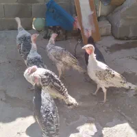 بوقلمون سالم